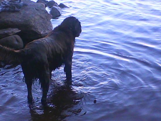 våran hund hardy våran hund hardy